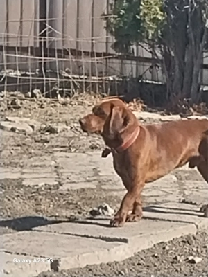 Căței de trufe sunt frați. 