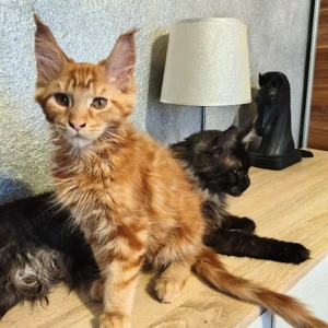 vand 2 baieti maine coon  - imagine 4