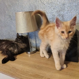 vand 2 baieti maine coon  - imagine 3
