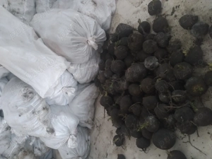 Vand ridichie neagra .