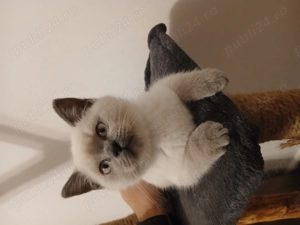 Pisoi British Shorthair