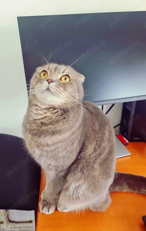 Motan Scottish Fold foarte iubitor caută familie   Zorro (4 ani)