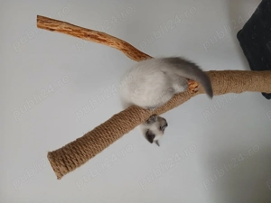 Pisoi British Shorthair - imagine 2