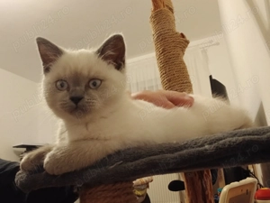 Pisoi British Shorthair - imagine 3