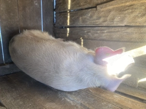 Vand porc rasa marele alb - imagine 2