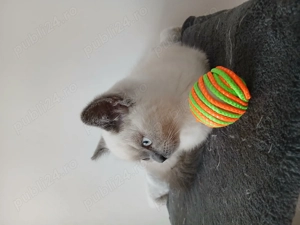 Pisoi British Shorthair - imagine 4