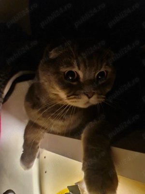 Motan Scottish Fold foarte iubitor caută familie   Zorro (4 ani) - imagine 6