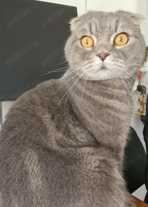 Motan Scottish Fold foarte iubitor caută familie   Zorro (4 ani) - imagine 5