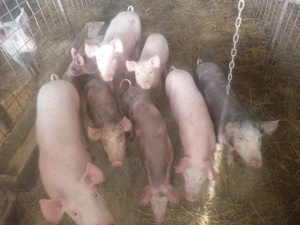Purcei de vanzare - imagine 2
