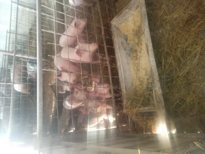 Purcei de vanzare - imagine 3