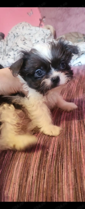 Baietel shihtzu 