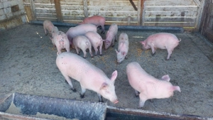 Vând purcei de 4 sau 7 luni - imagine 3