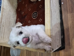 Catei bichon maltez talie mica - imagine 2