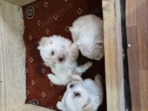 Catei bichon maltez talie mica