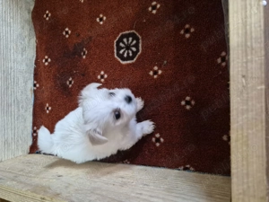 Catei bichon maltez talie mica - imagine 3