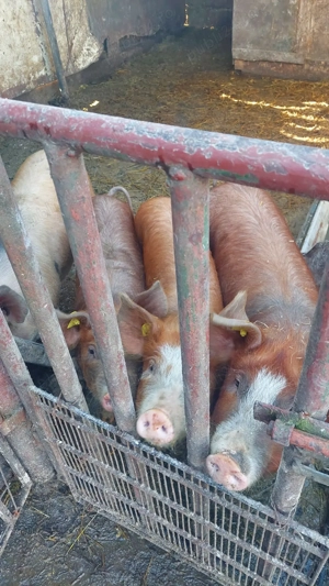 Vând purcei de 4 sau 7 luni - imagine 5