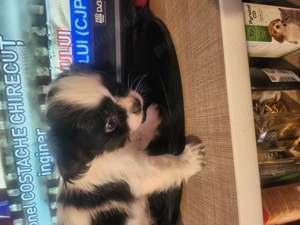 Baiat pechinez  superb