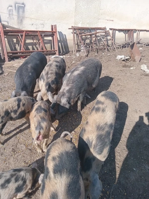 Purcei sănătosi si vaccinati - imagine 3