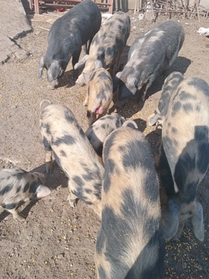 Purcei sănătosi si vaccinati - imagine 2