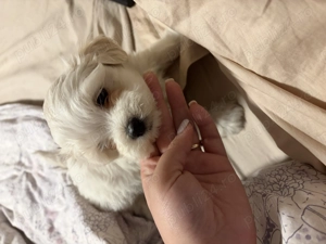 Bichon băiat de vanzare