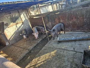 Porci carne de vânzare in Fetesti - Stelnica - lalomita - Calarasi - imagine 2