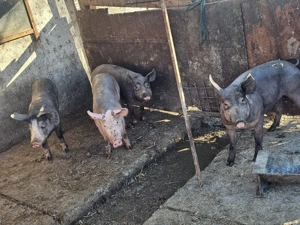 Porci carne de vânzare in Fetesti - Stelnica - lalomita - Calarasi - imagine 3