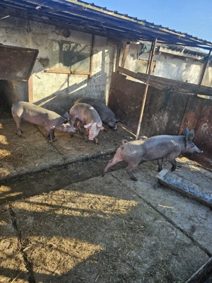 Porci carne de vânzare in Fetesti - Stelnica - lalomita - Calarasi