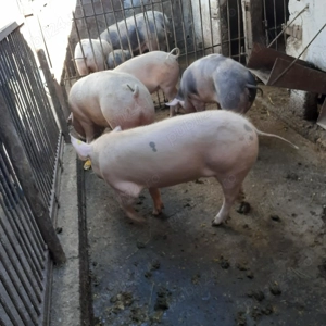 Porci de vanzare
