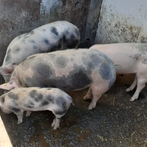 Porci de vanzare - imagine 4