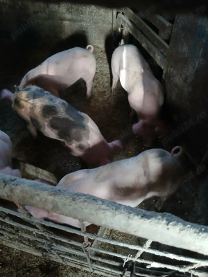 Porci 10 săptămâni 