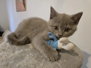 British shorthair lila