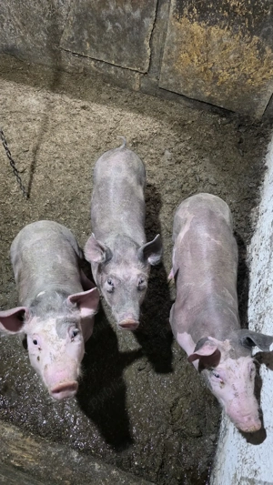 2 vieruti si o scrofita pietrain