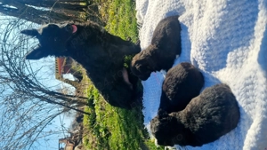 Vând 3 cățelușe ,de intors oile!