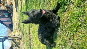 Vând 3 cățelușe ,de intors oile! - imagine 5