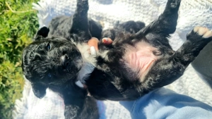 Vând 3 cățelușe ,de intors oile! - imagine 2