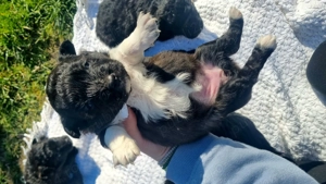 Vând 3 cățelușe ,de intors oile! - imagine 3