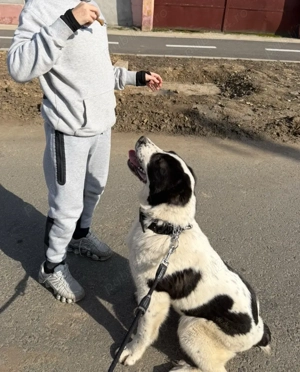 femela ciobanesc de asia centrala 