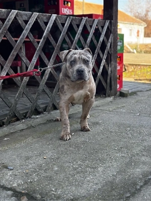 American Bully XL merle - imagine 3