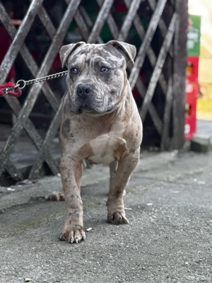 American Bully XL merle