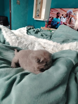 Pui de British Shorthair - imagine 4