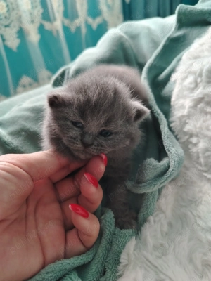 Pui de British Shorthair - imagine 5