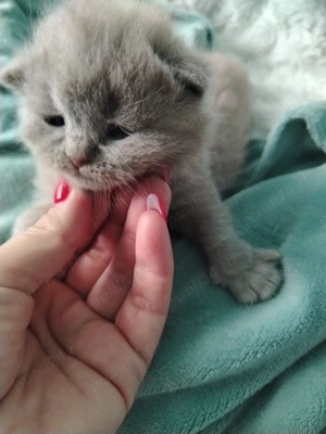 Pui de British Shorthair - imagine 2