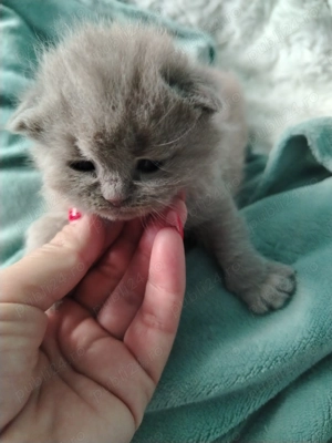 Pui de British Shorthair - imagine 3