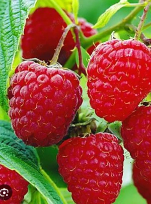 Butași zmeura remontant