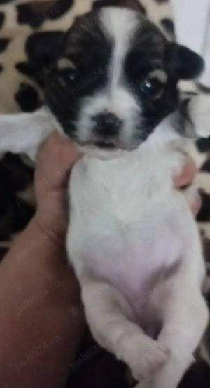 Vând bichoni maltez și havanez - imagine 2