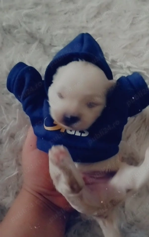 Vând bichoni maltez și havanez