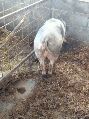porci de vânzare pietrean  - imagine 3