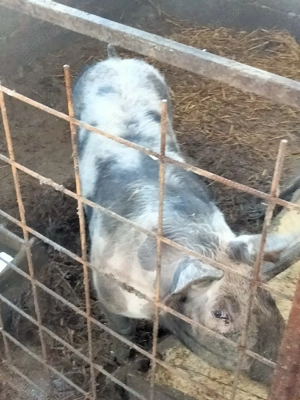porci de vânzare pietrean  - imagine 2