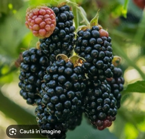 Butași mure fara spini