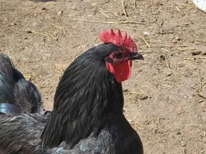 Cocosi australorp diferite culori